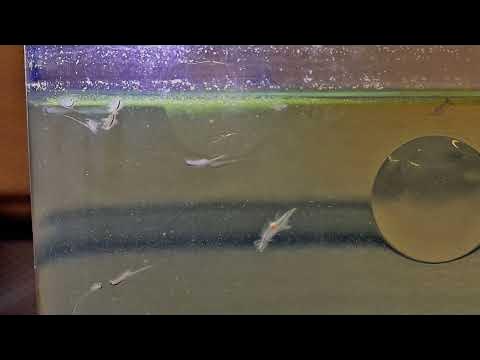 Sea Monkey Feeding - Youtube