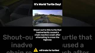 Turtle Crossing Highway Causes Chain Reaction Crash