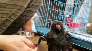 保護したカラスの足に変化がありました。【カラスのささみ】#3