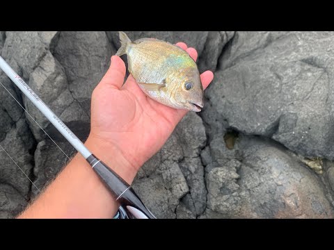 სპინინგით თევზაობა შავ ზღვაზე კარჩხანაზე 2022