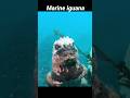 MARINE IGUANA the real Godzilla #shorts