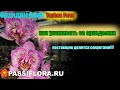 Знаменитый производитель орхидей  Yaphon Orchid