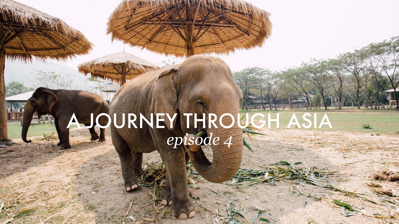 A WEEK WITH ELEPHANTS