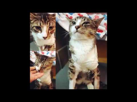 Vídeo: Intoxicação Por Fosfeto De Zinco Em Gatos