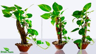 How to grow money plant like a tree in indoor | growing your own style
with full update//green plants this video shows complete guide on g...