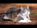 Tre Ponti USA - Harnesses for Cats