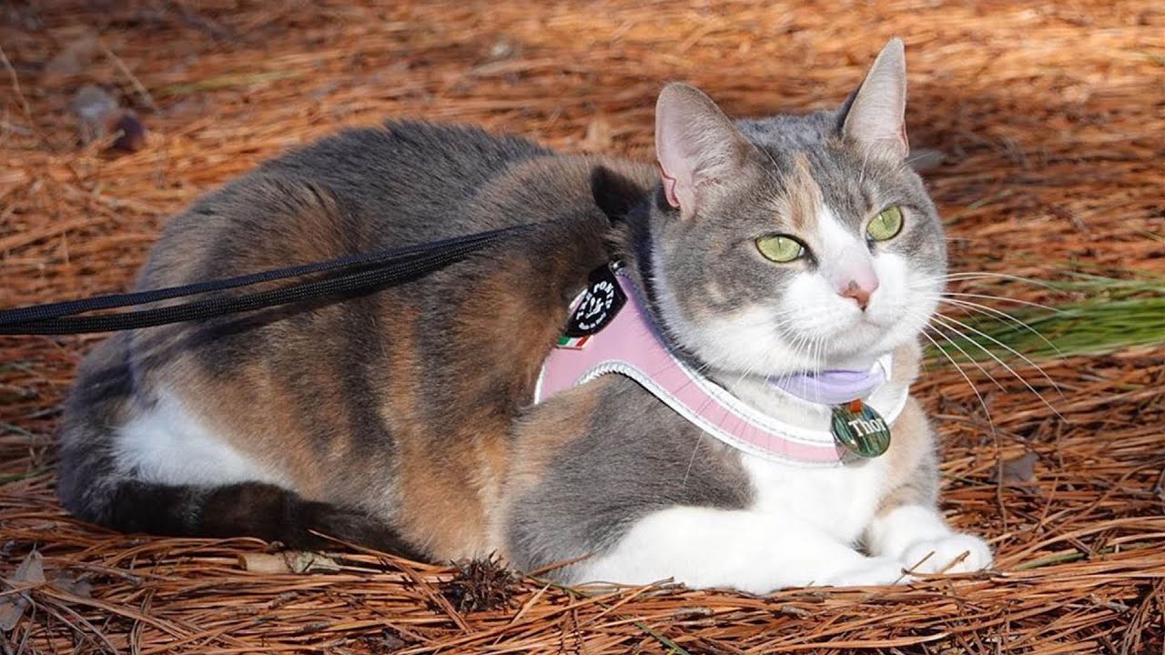 Tre ponti cat harness Clearance