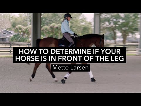Video: Hvordan kan man se, hvilket ben en hest er h alt på?