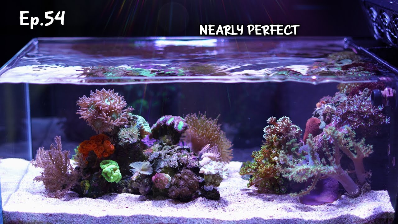 Little things I do to maintain my nano reef tank | Ep.54