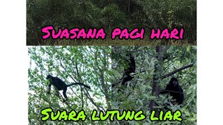 Suara Lutung || Terdengar Jelas Dari pondok.  #SuasanaPagi #dipondok