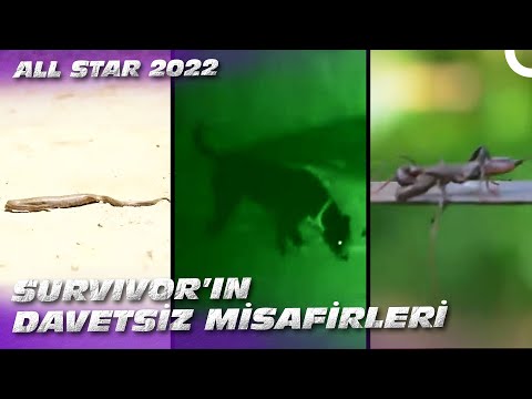 SURVIVOR ALL STAR'DA KARŞILAŞTIĞIMIZ İLGİNÇ CANLILAR | Survivor All Star 2022