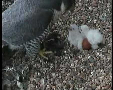 Derby Peregrine Falcon 7 - Feeding the Chicks