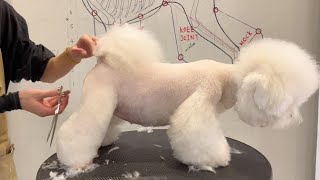 Bichon Frish Puppy Grooming | Puppy Grooming | Dog Grooming by Puppy Groomy 380 views 11 months ago 2 minutes, 34 seconds