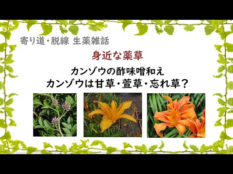 カンゾウの酢味噌和え カンゾウは甘草 萱草 忘れ草 寄り道 脱線 生薬雑話 Youtube
