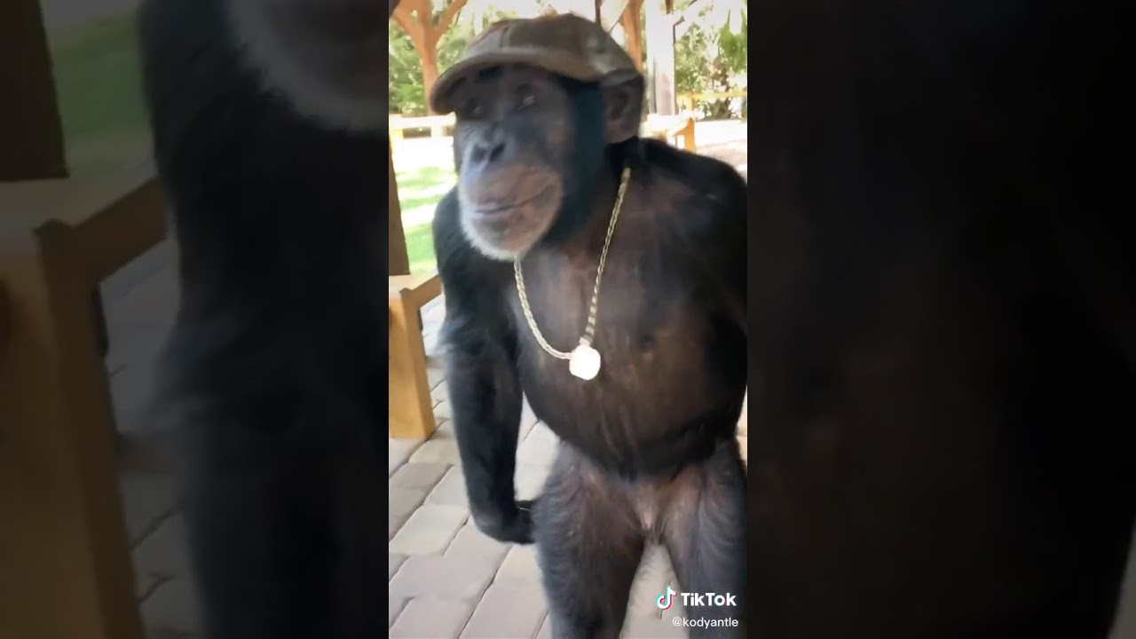 MONKEY // JOHN CENA FUNNY VIDEO 🤣+ GIVEAWAY READ DESCRIPTION.. 