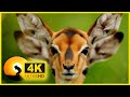 4K VIDEO (ULTRAHD) 120FPS THAILAND WILDLIFE ANIMALS AND BIRDS