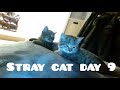 Stray Cat- Day 9