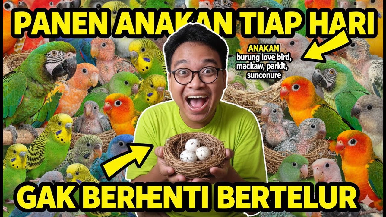 INDUKAN GA BERHENTI BERTELUR‼️PANEN ANAKAN TIAP HARI