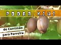 Podar Kiwi passar de produção em corrimão para produção em parreira