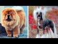 Top 10 Most Expensive Dog Breeds (2019)