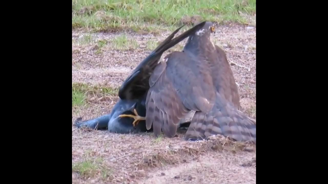 Falcon killing a Crow Birds Fight YouTube