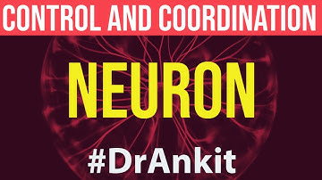 Neuron | Control and Coordination | Class 10 |  Chapter 7 | Science