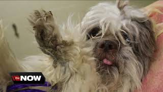 Nearly two dozen dogs, birds & ponies rescued from metro Detroit home