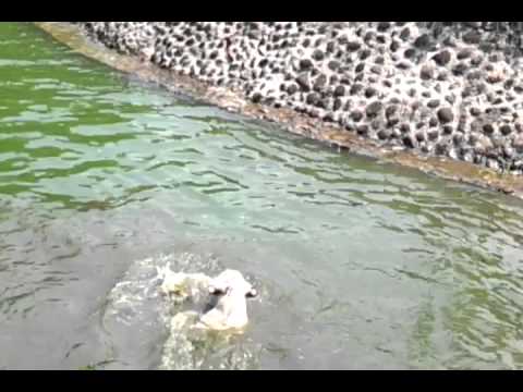 Harimau putih makan siang.mp4