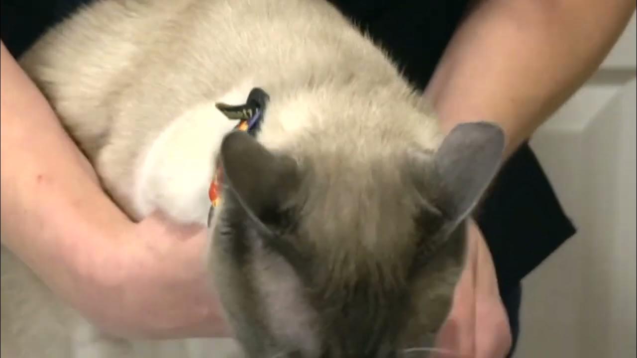 How to Open a Cat's Mouth YouTube