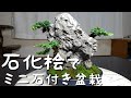 石化桧でミニ石付き盆栽（盆栽・初心者の方向け）