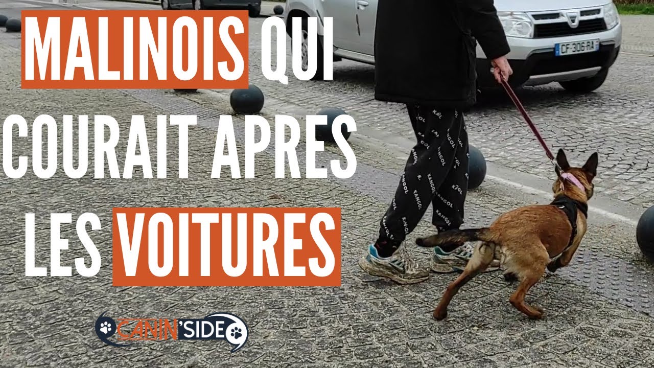 MON CHIEN COURT APRES LES VOITURES - CANIN'SIDE - EDUCATEUR CANIN 