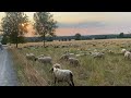 Овцы в Германии .