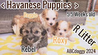 AKC Havanese Puppies * R Litter @ 5.5 Weeks * ABCdoggy 2024