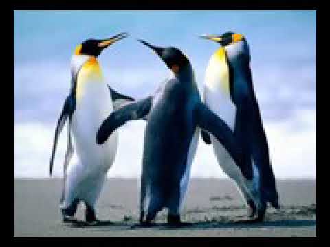 أجمل ردح بطاريق ولصبح