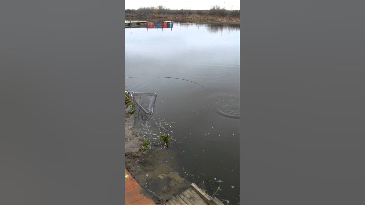 Рыболовный клуб фишка петряиха. Водопад рыбалка видное русфишинг. Рыболовный клуб. Видное рыбалка баня. Отчёты о рыбалке в ульяновске 73 2021.