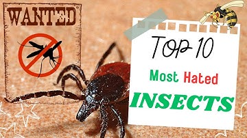 10 TOP Most Hated Insects in the World