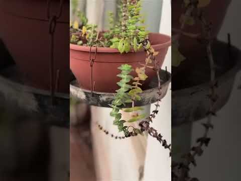 ESSE VÍDEO É PARA QUEM AMA PLANTINHAS