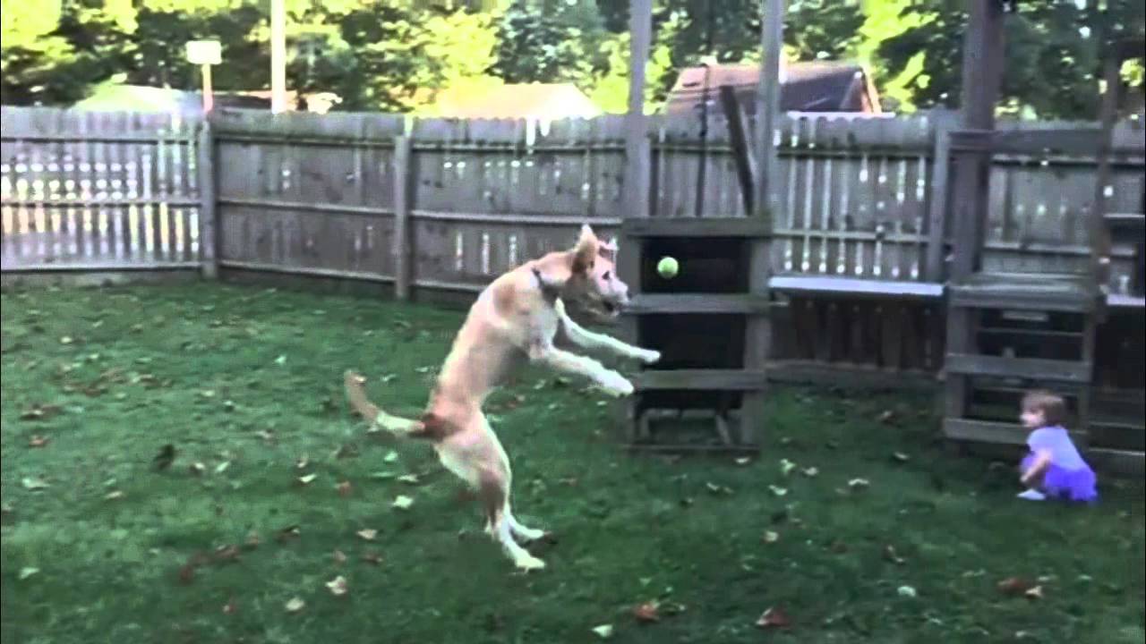 Funny Dog Fetch Fails - In Super Slow Motion