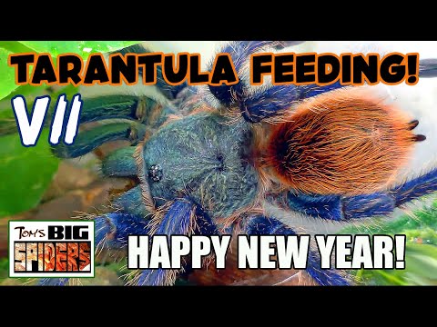 New Year Tarantula Feeding 2026