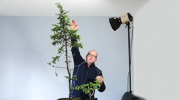 Air layering big trees ( why and where? )