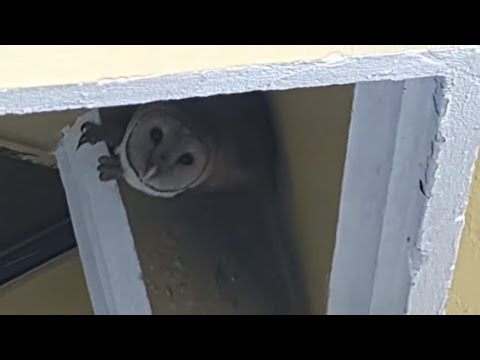 funny-video-barn-owl