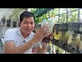 HOW & WHEN TO APPLY FPJ, FFJ & OHN TO OUR PLANTS (with ENG sub)