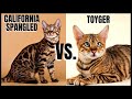 California Spangled Cat VS. Toyger Cat の動画、YouTube動画。