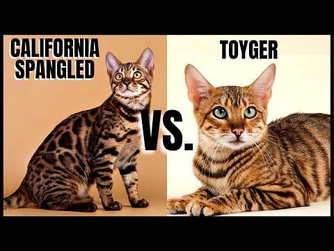 Video: Toyger