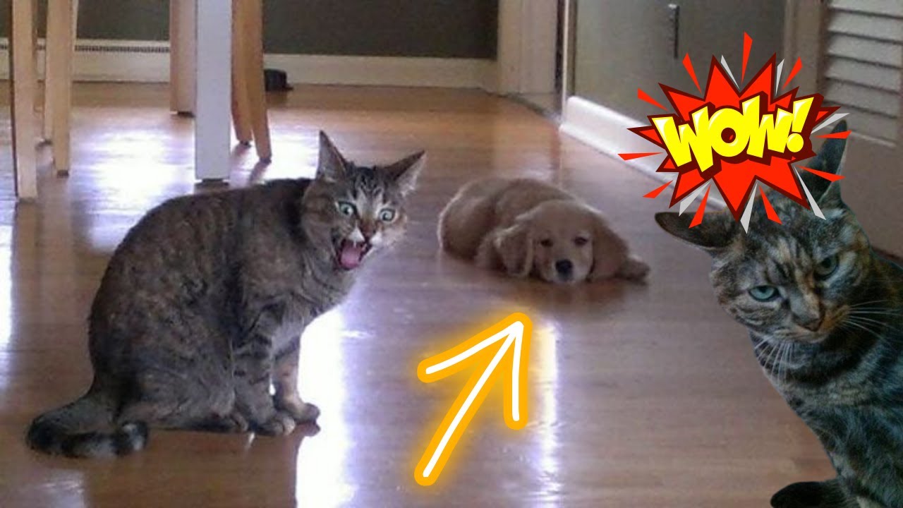 Funniest Cat and Dog Videos For Kids 2023 🐈😂 - Cutiest Pet Videos 🥰 #1 ...