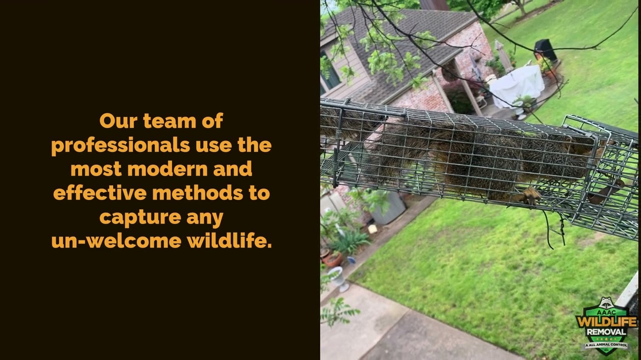 Wildlife Control Fort Worth - AAAC Wildlife Removal of Fort Worth