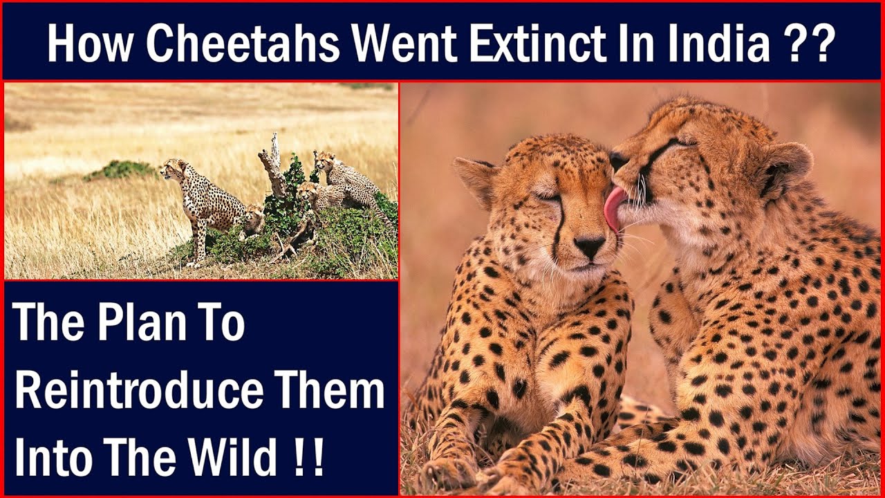 How CHEETAHS went extinct in India in the wild ? How plan to