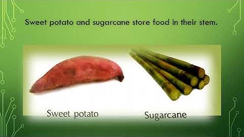 Class 3, Science, Chapter 5 by Priyanka Bisht