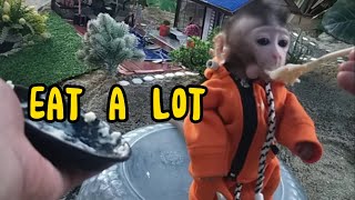 eat a lot ,Lovely Fauna Youtube Channel