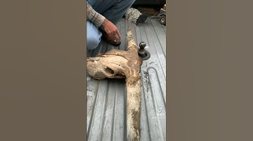 Teachings about the Longhorn